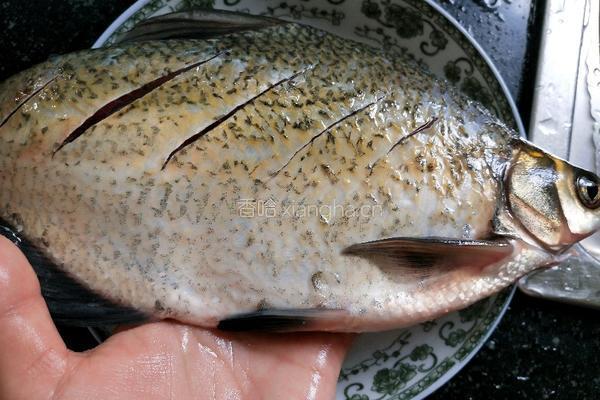 柠檬黄豆蒸鳊鱼的做法图解2
