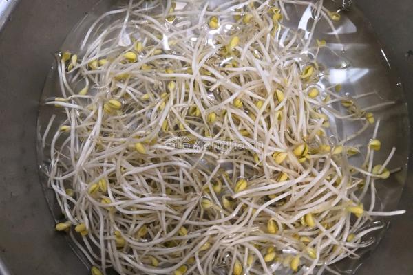 清炒青椒黄豆芽的做法图解1