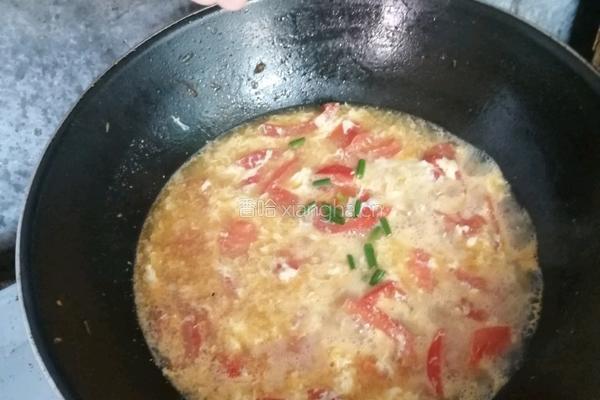 西红柿鸡蛋汤的做法图解7
