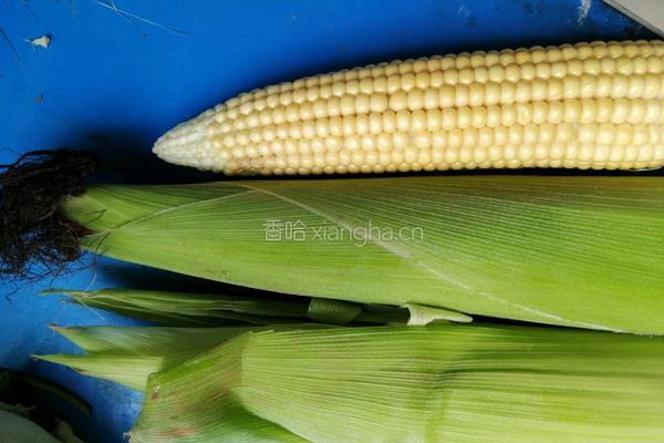 玉米须茶的做法图解1
