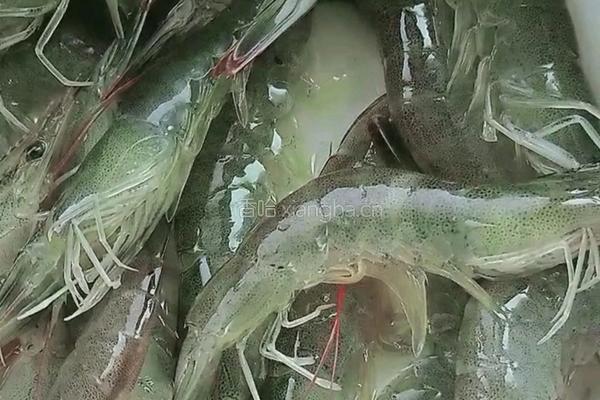 翡翠玉带虾仁的做法图解1
