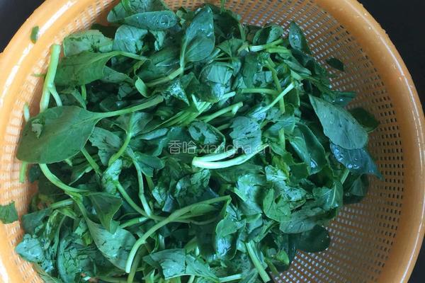 香菇菜包的做法图解4