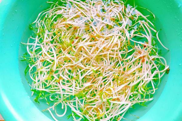 绿豆芽炒黄瓜的做法图解3