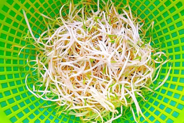 绿豆芽炒黄瓜的做法图解4