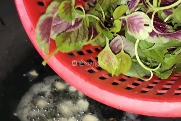 清炒红苋菜的做法图解4