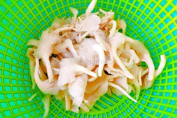 平菇豆腐汤的做法图解7