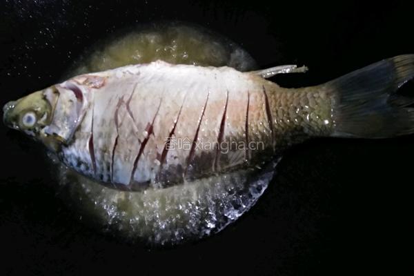 土鲫鱼豆腐汤的做法图解11