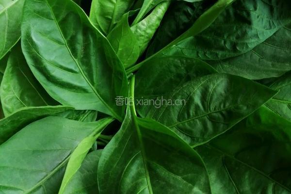 辣椒叶鸡肉片汤的做法图解2