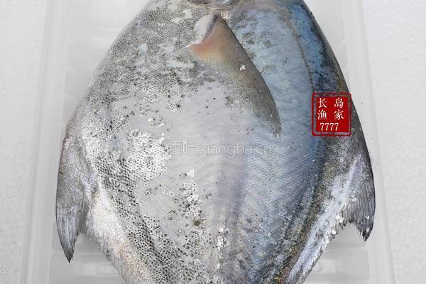 清蒸白鲳鱼的做法图解1