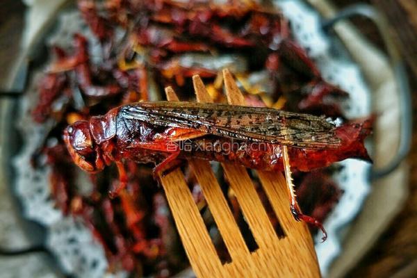 高蛋白香酥脆炸蚂蚱的做法图解6