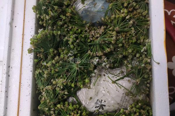 风味韭菜花的做法图解1