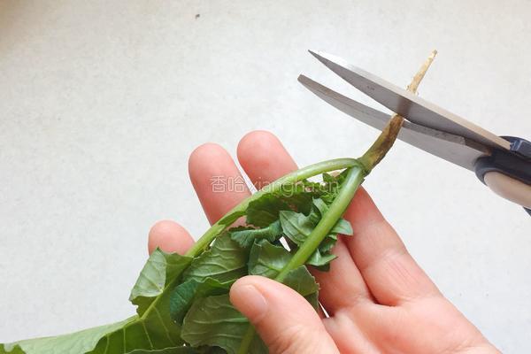 秋季养生小菜萝卜苗小豆腐的做法图解1