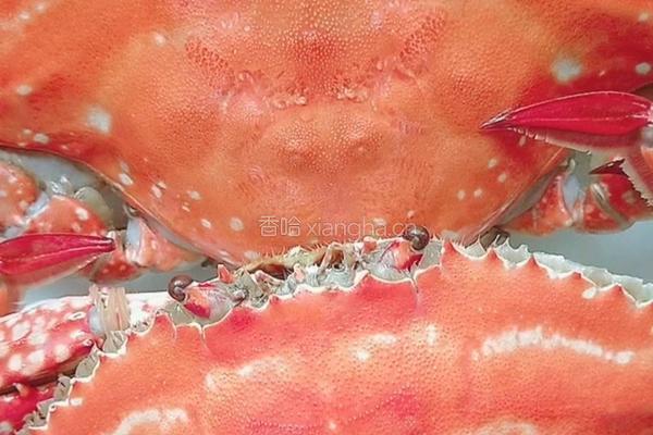 芙蓉蟹斗的做法图解2