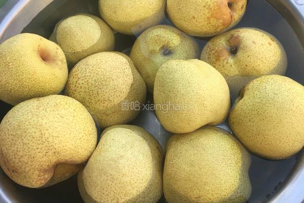 川贝秋梨膏的做法图解1