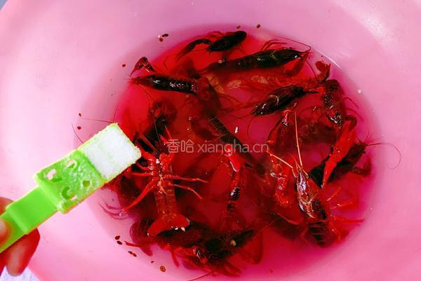 香辣小龙虾的做法图解3