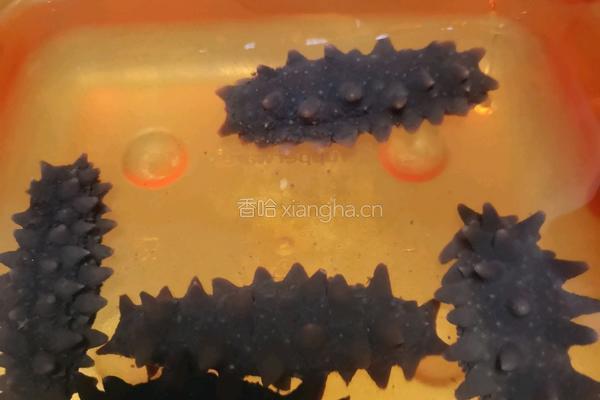 发海参的做法图解7