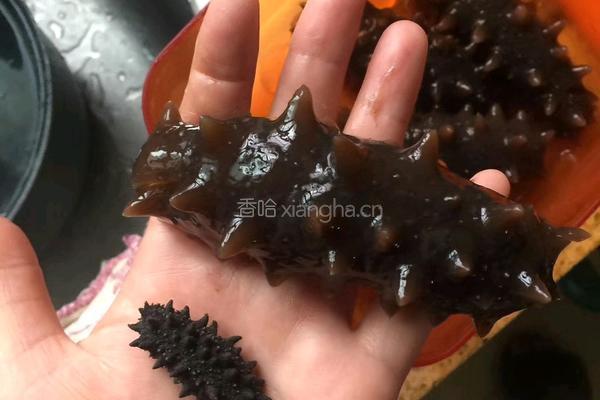 发海参的做法图解10