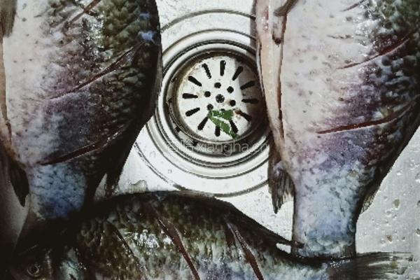 焖洞庭湖野生鲫鱼的做法图解1