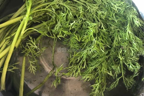 茴香打卤面的做法图解2