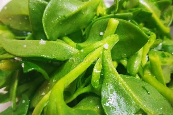 减肥轻食经典菜柠檬蜂蜜穿心莲