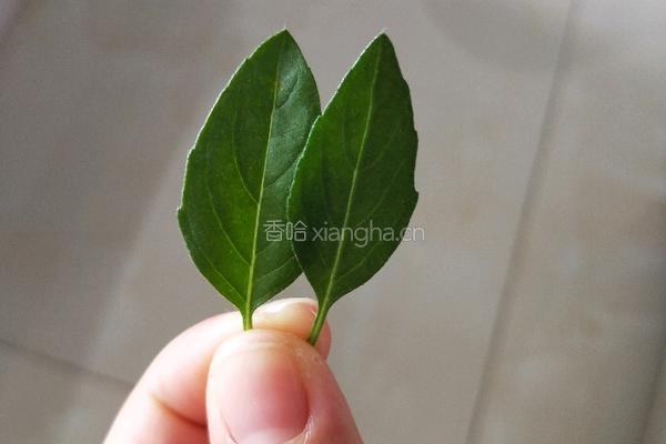 芒果酸奶的做法图解2
