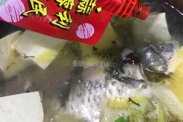 海带豆腐煲鲫鱼的做法图解5