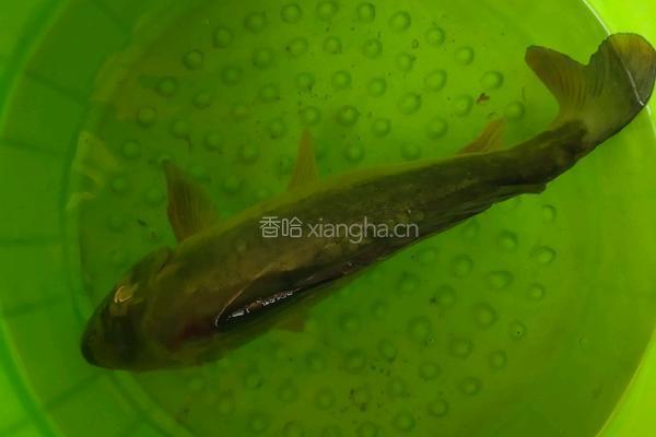 酸菜鱼的做法图解1