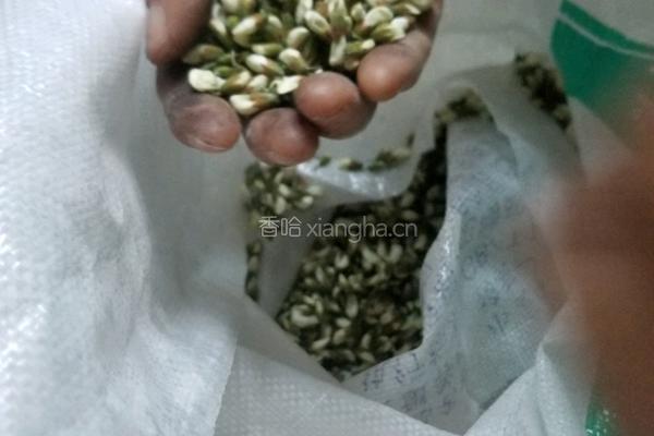 清甜槐花饼的做法图解1
