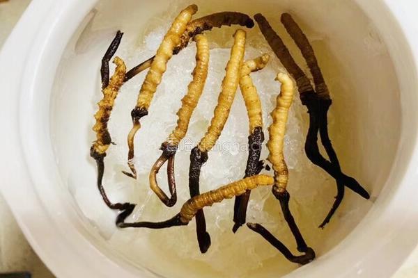 低调奢华有内涵虫草炖燕窝的做法图解2