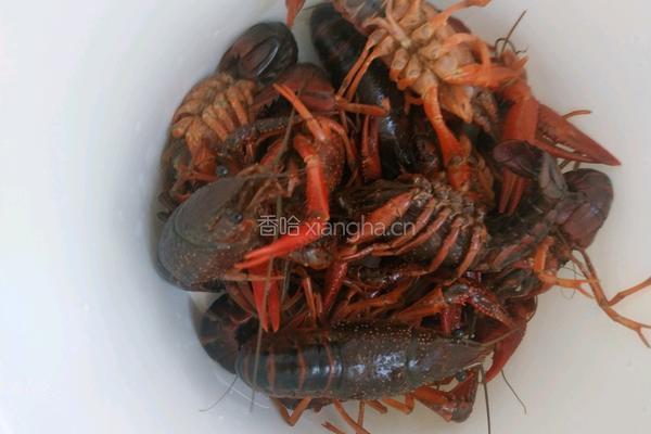 麻辣小龙虾的做法图解4