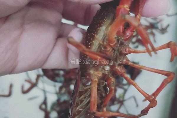 香辣小龙虾的做法图解1