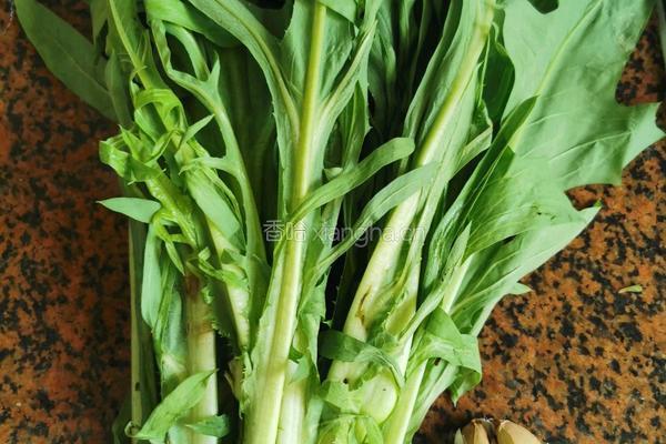 清炒苦麦菜的做法图解1