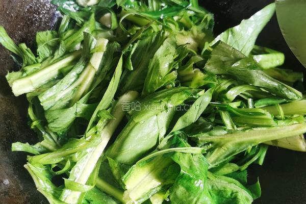 清炒苦麦菜的做法图解4