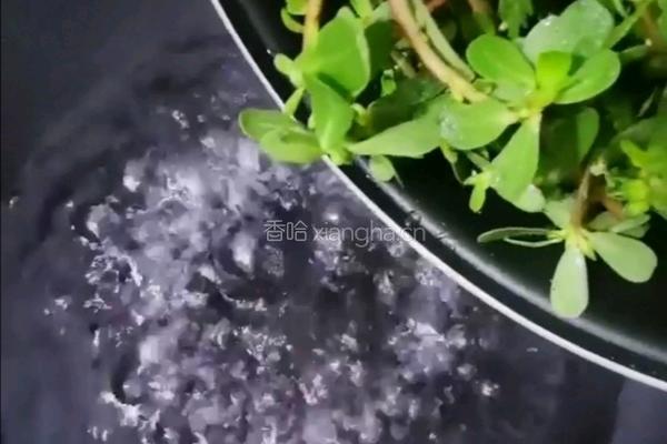 凉马齿笕的做法图解2
