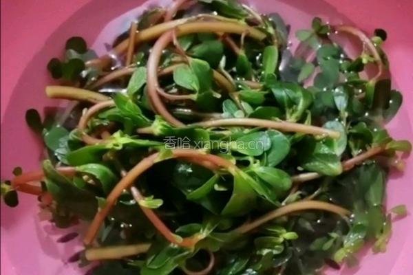 凉马齿笕的做法图解5