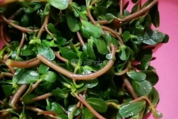 凉马齿笕的做法图解6