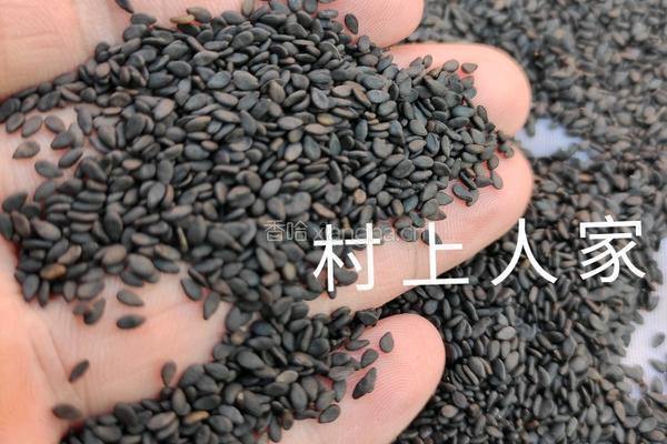 九蒸九晒黑芝麻丸的做法图解3