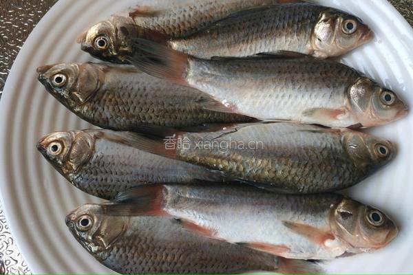 野鲫鱼老豆腐汤的做法图解1