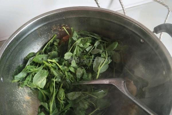 西红柿炒豌豆尖（豆苗）的做法图解4