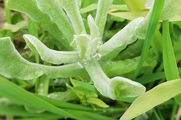 清明菜粑粑的做法图解1