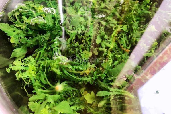 荠菜拌香干的做法图解5