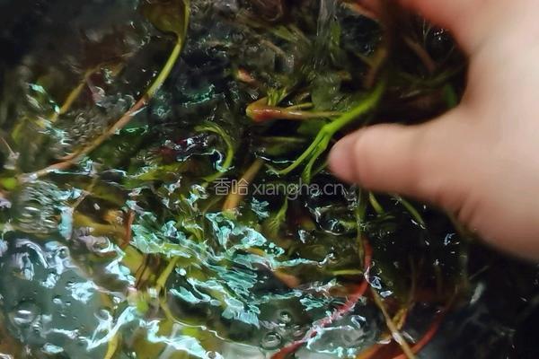 香椿炒蛋的做法图解4
