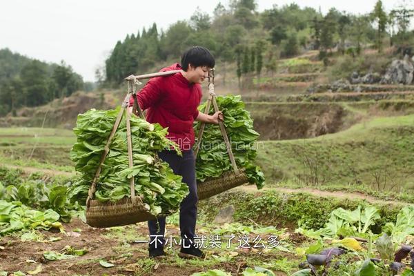 自制酸菜做酸菜鱼总共花费不到20块在家就能做的做法图解1