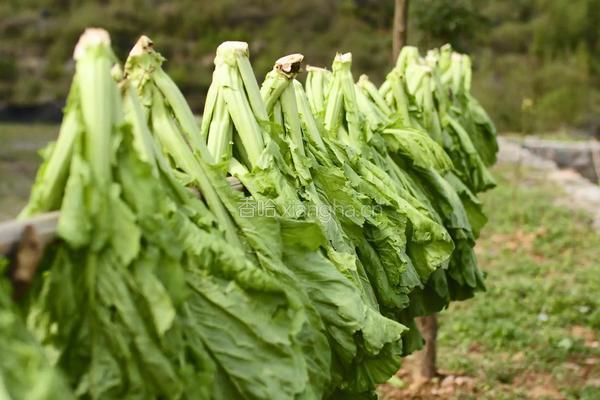 自制酸菜做酸菜鱼总共花费不到20块在家就能做的做法图解2