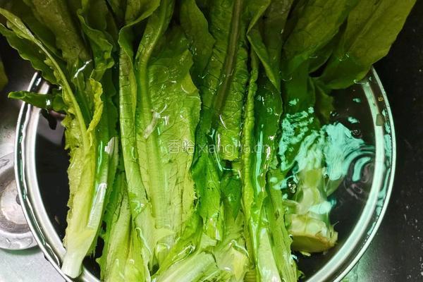 蒜香油麦菜的做法图解2