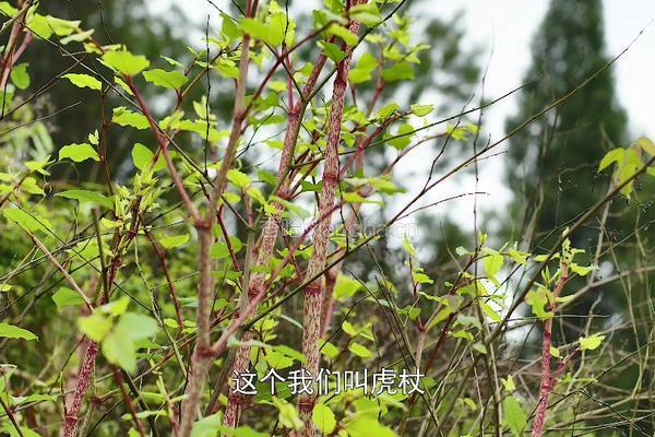 野菜酸筒秆炒肥肠 酸辣有嚼劲很下饭的做法图解1