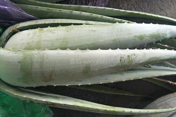 冰糖芦荟的做法图解1