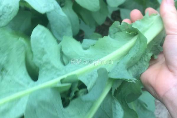 凉拌苦麻菜的做法图解1
