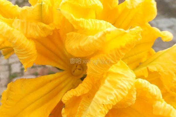 炸南瓜花的做法图解1
