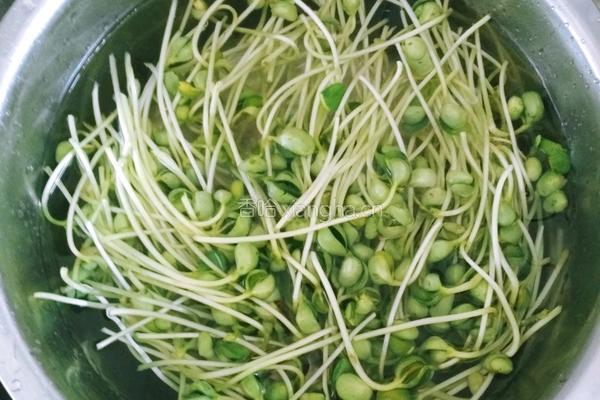 耗油炒豆苗的做法图解2
